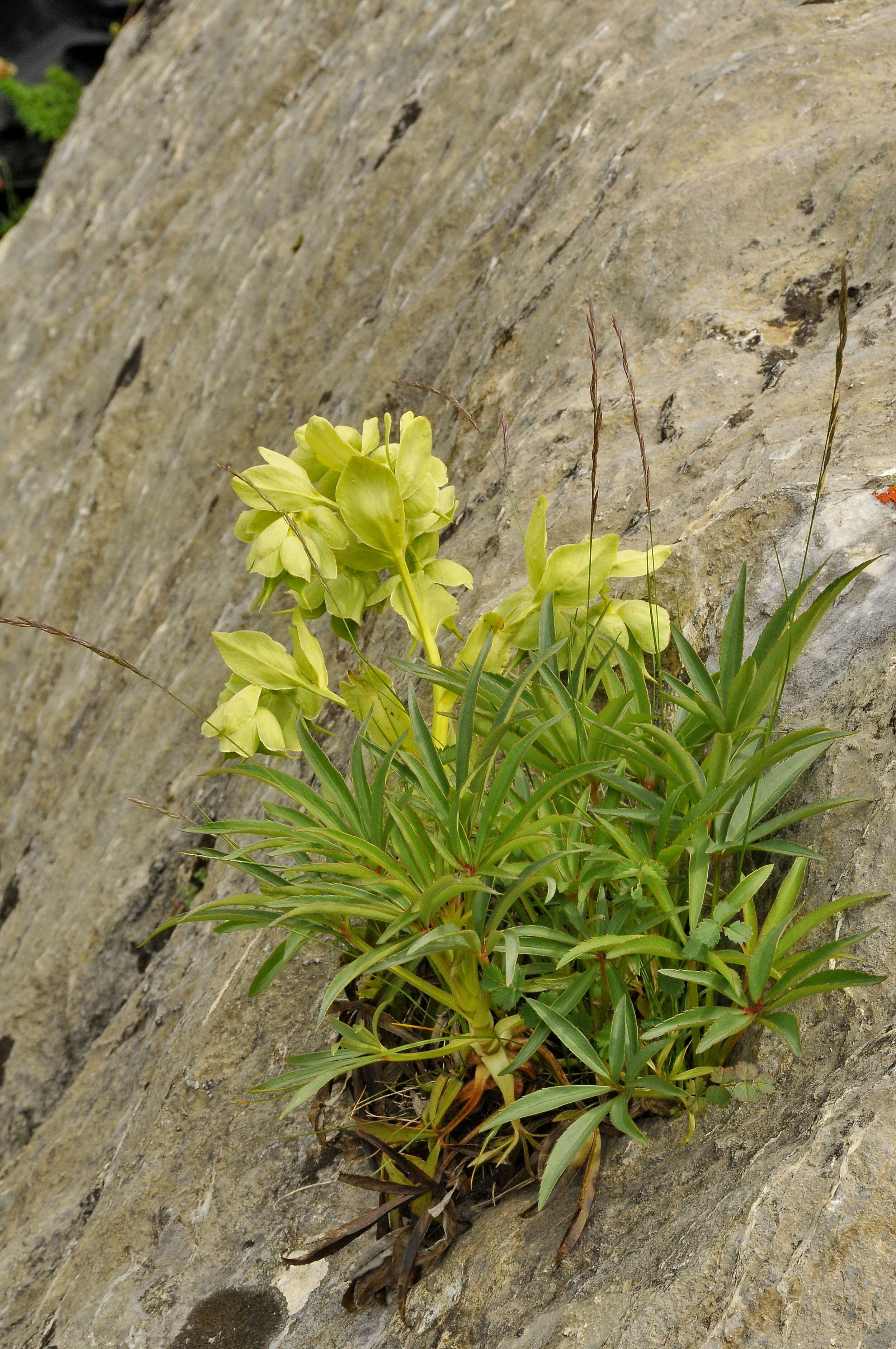 Image of Stinking Hellebore