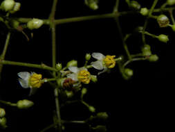 Image of Conostegia dissitiflora (Almeda) Kriebel