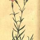 Image of Dianthus caucaseus Sims