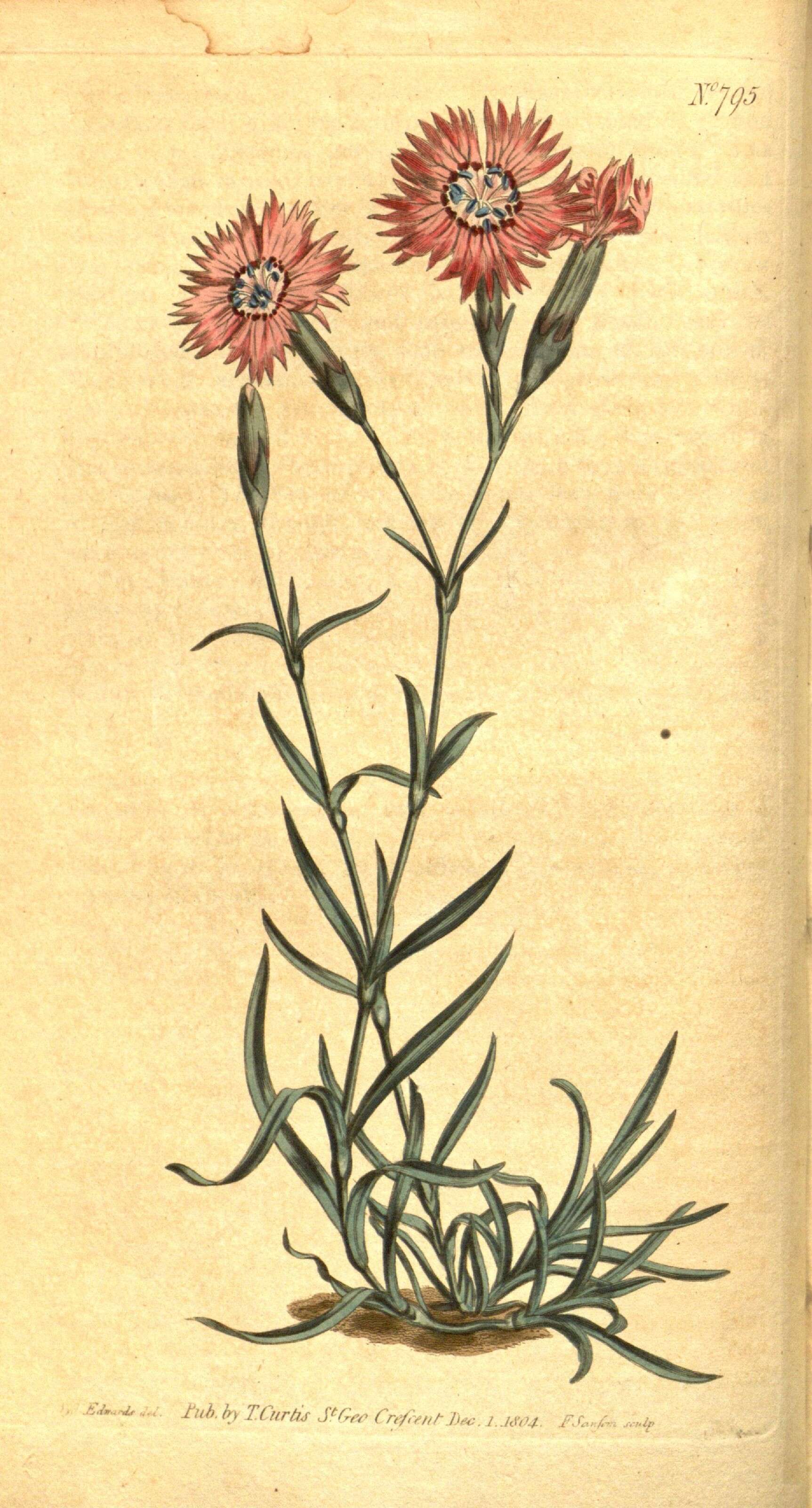 Image of Dianthus caucaseus Sims