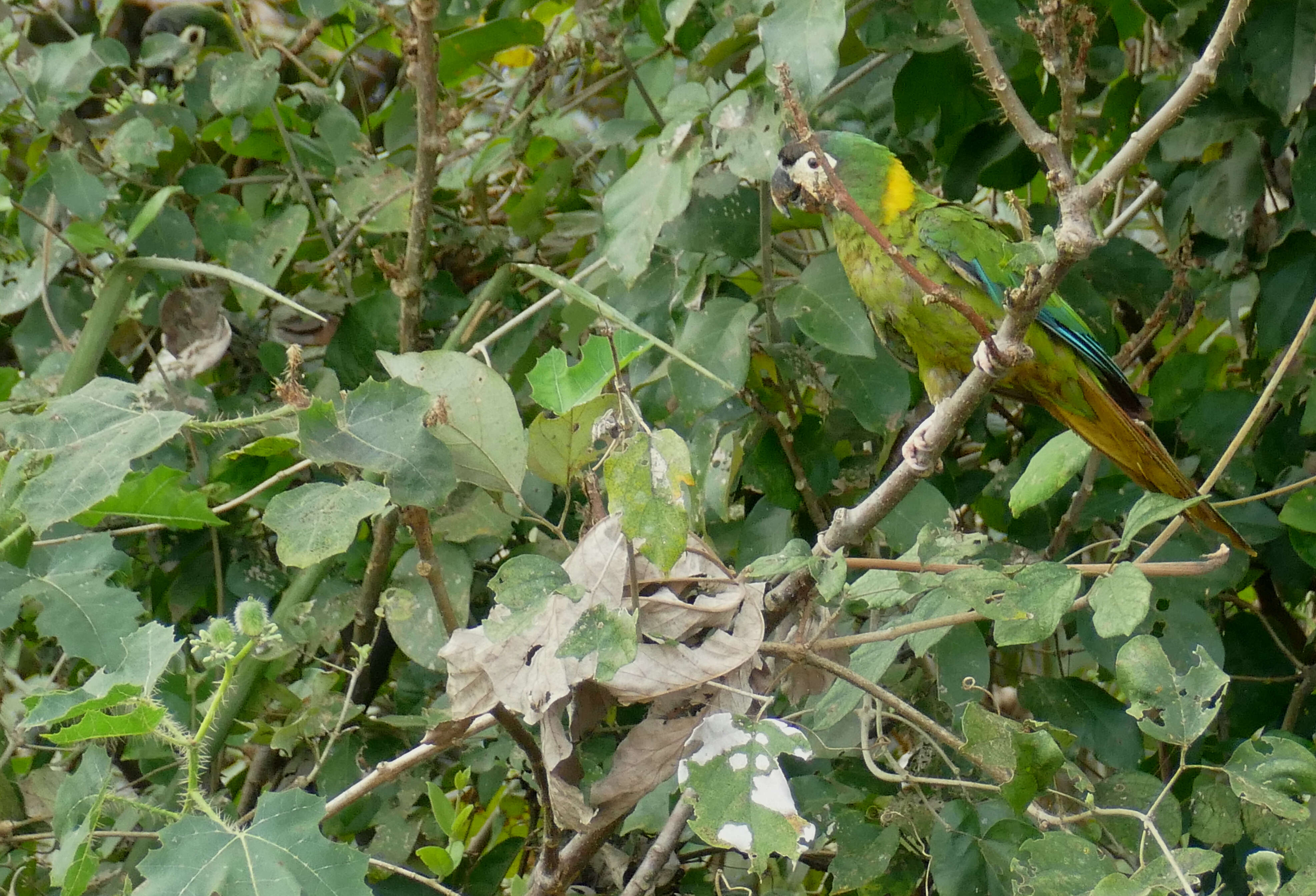 Image of Golden-collared Macaw