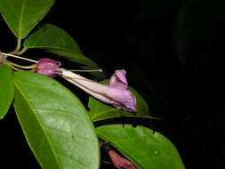 Image of Dolichandra steyermarkii (Sandwith) L. G. Lohmann