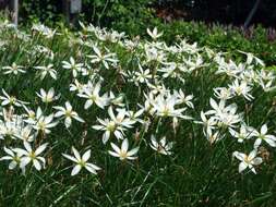 Zephyranthes candida (Lindl.) Herb. resmi