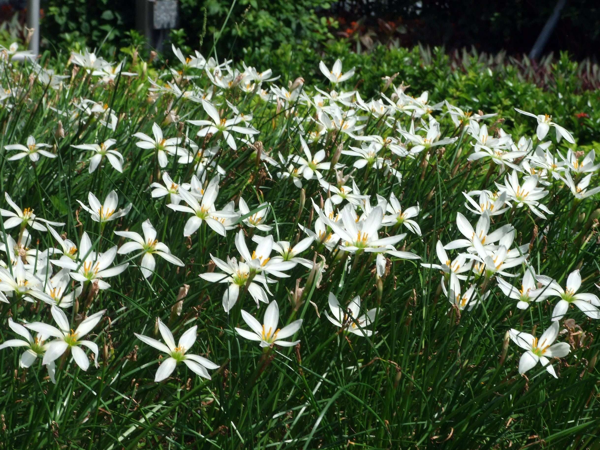 Imagem de Zephyranthes candida (Lindl.) Herb.