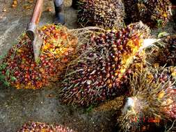 Image of oil palm