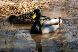 Image of Common Mallard