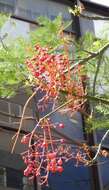 Image of Bottle-trees