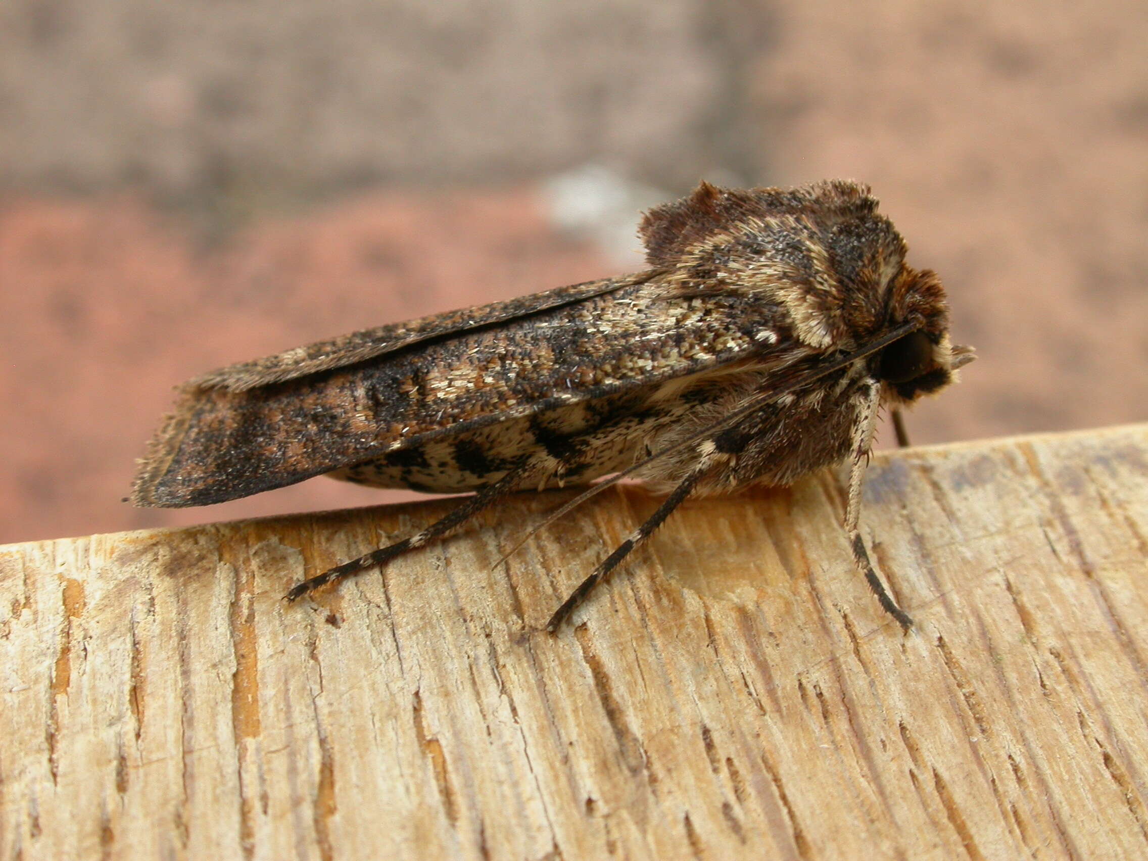 Image of Agrotis porphyricollis Guenée 1852