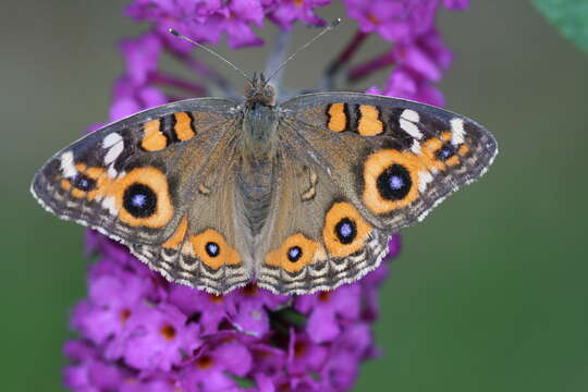 Image of Meadow Argus