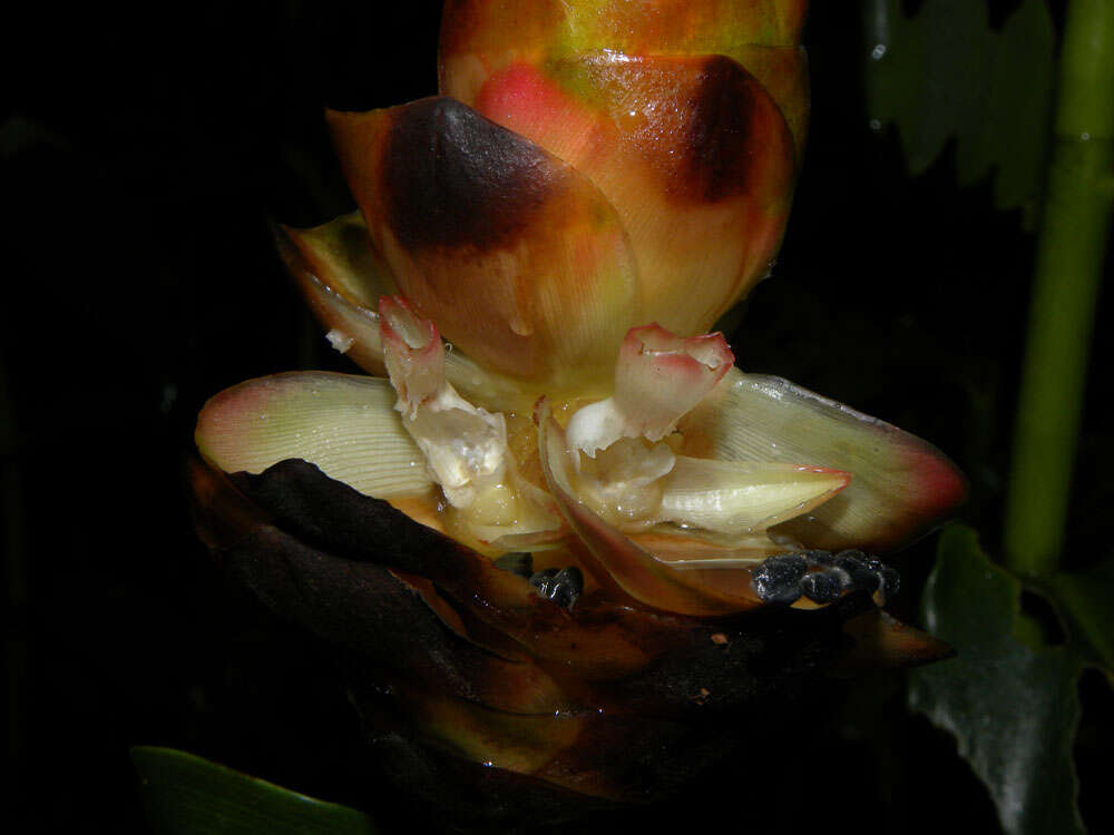 Image of Costus wilsonii Maas