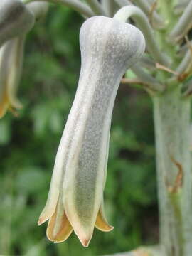 Image of Aloe menyharthii Baker