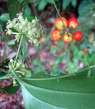 Image of Smilax officinalis Kunth