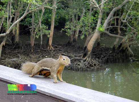 Image of Plantain Squirrel