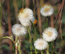 Image of coltsfoot