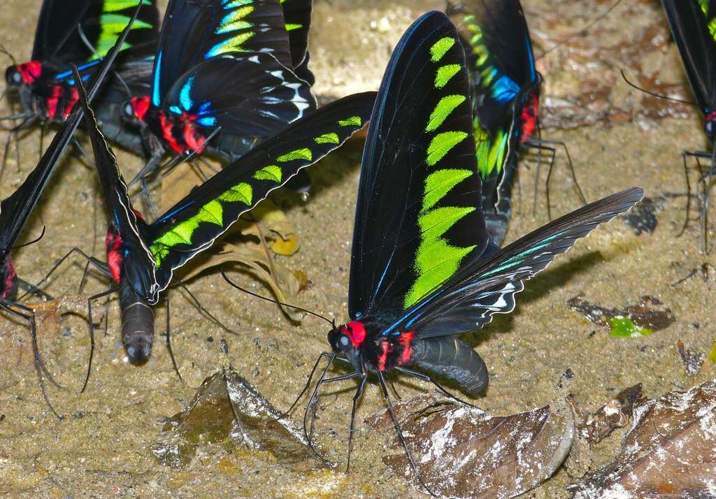 Image of Trogonoptera brookiana albescens