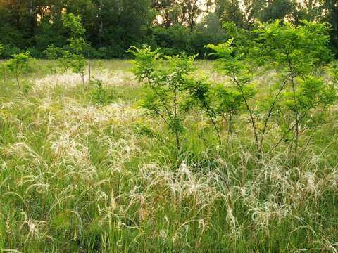 Image of European feather grass