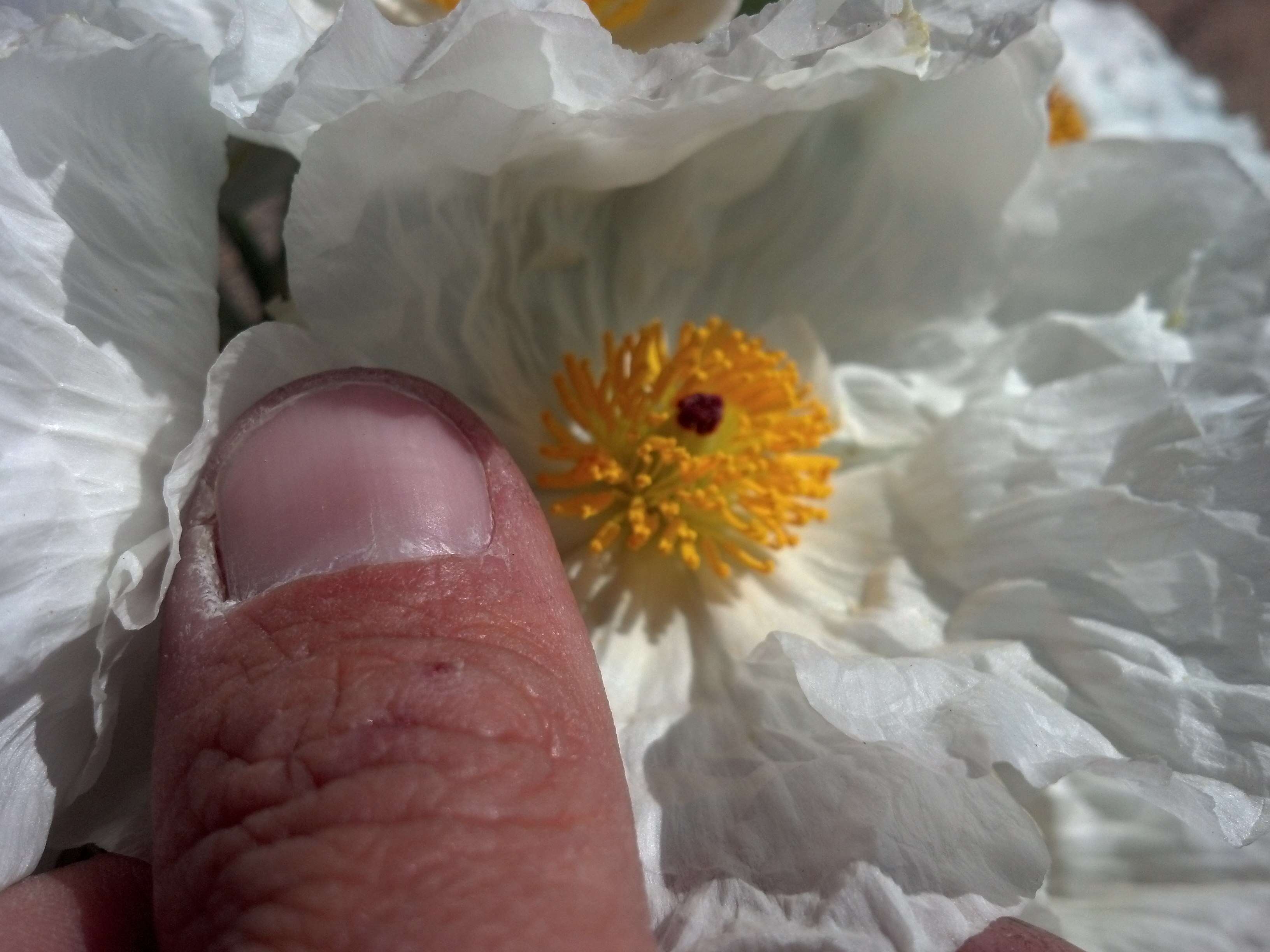 Image of Mojave pricklypoppy