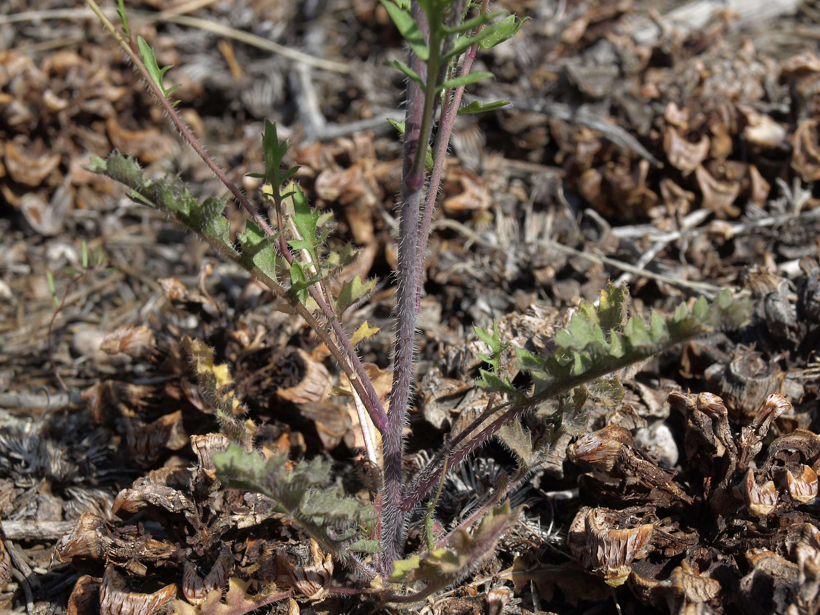 Image of hairy wild cabbage