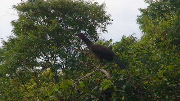 Слика од Ortalis ruficauda ruficauda Jardine 1847