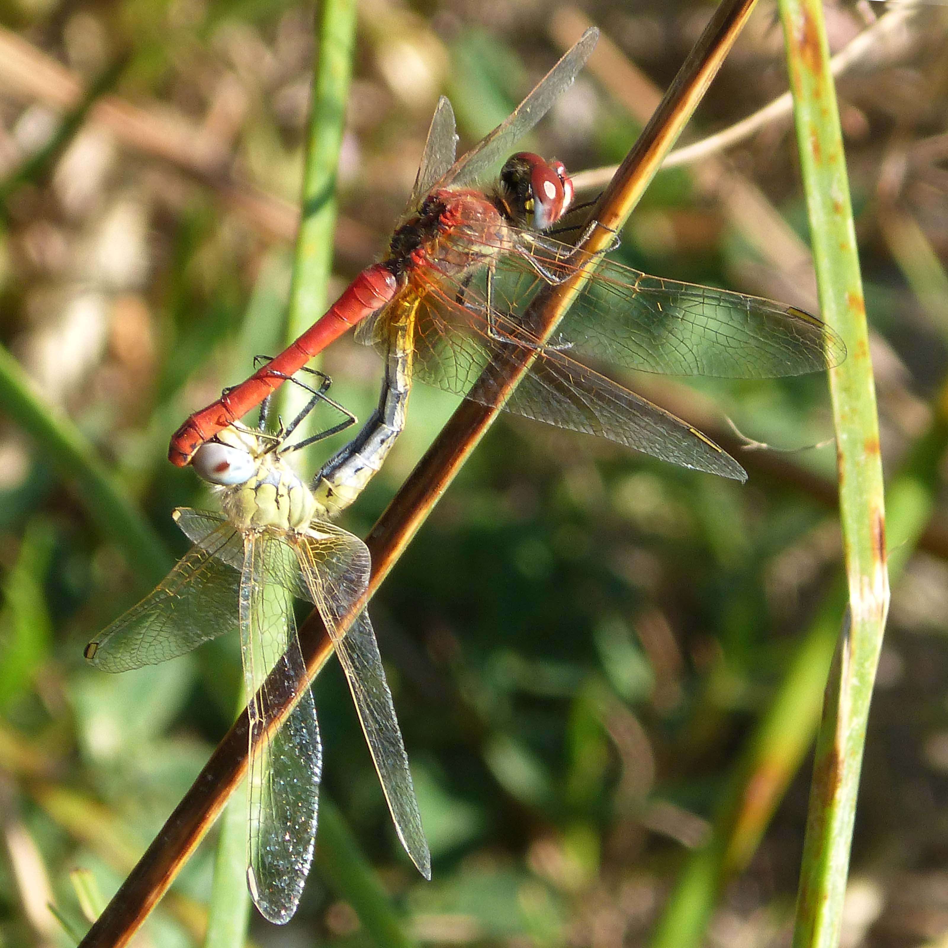 Image of Sympetrum Newman 1833