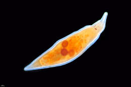 Image of protostomes
