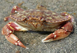 Image of crab