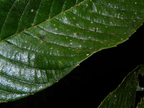 Image of Tetracera hydrophila Triana & Planch.