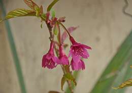 Prunus campanulata Maxim. resmi