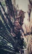 Image of Zamia ferns