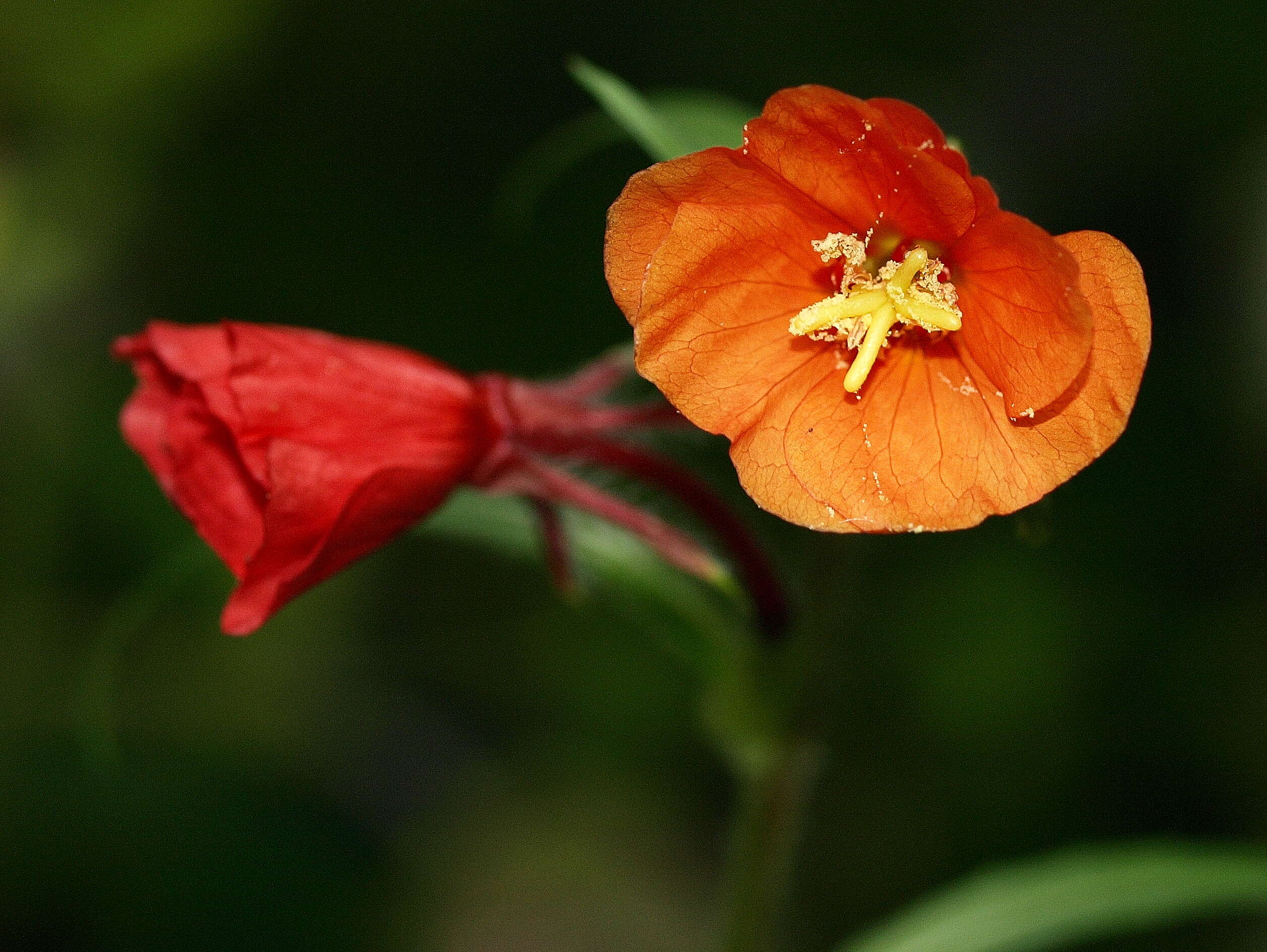 Imagem de Oenothera versicolor Lehm.