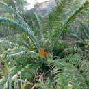 Image of Lebombo cycad