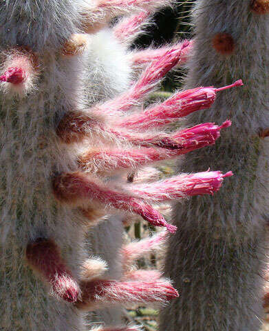 Image of cleistocactus