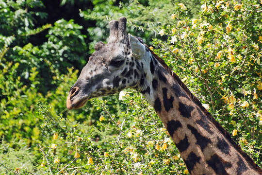 Image of Giraffes