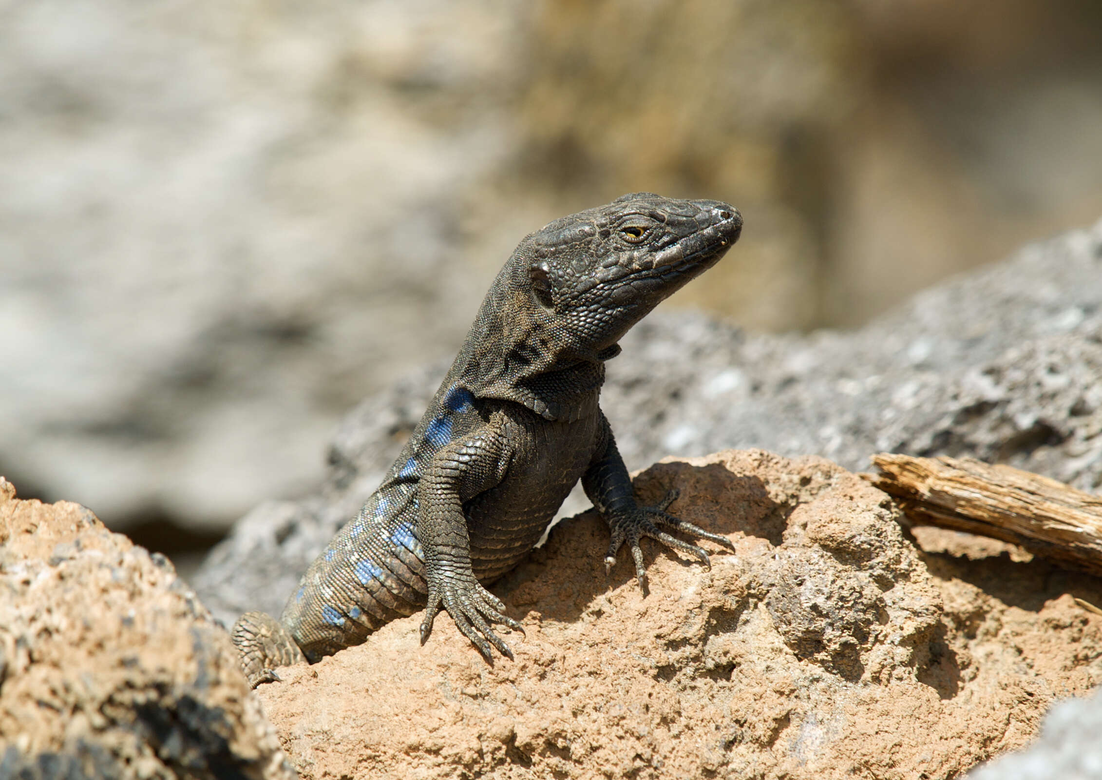 Image of Gallot's lizards