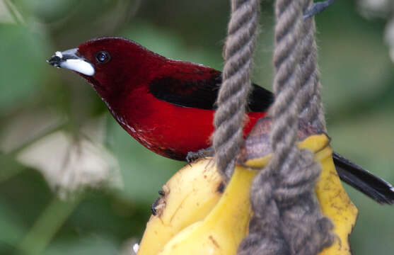 صورة Ramphocelus dimidiatus Lafresnaye 1837