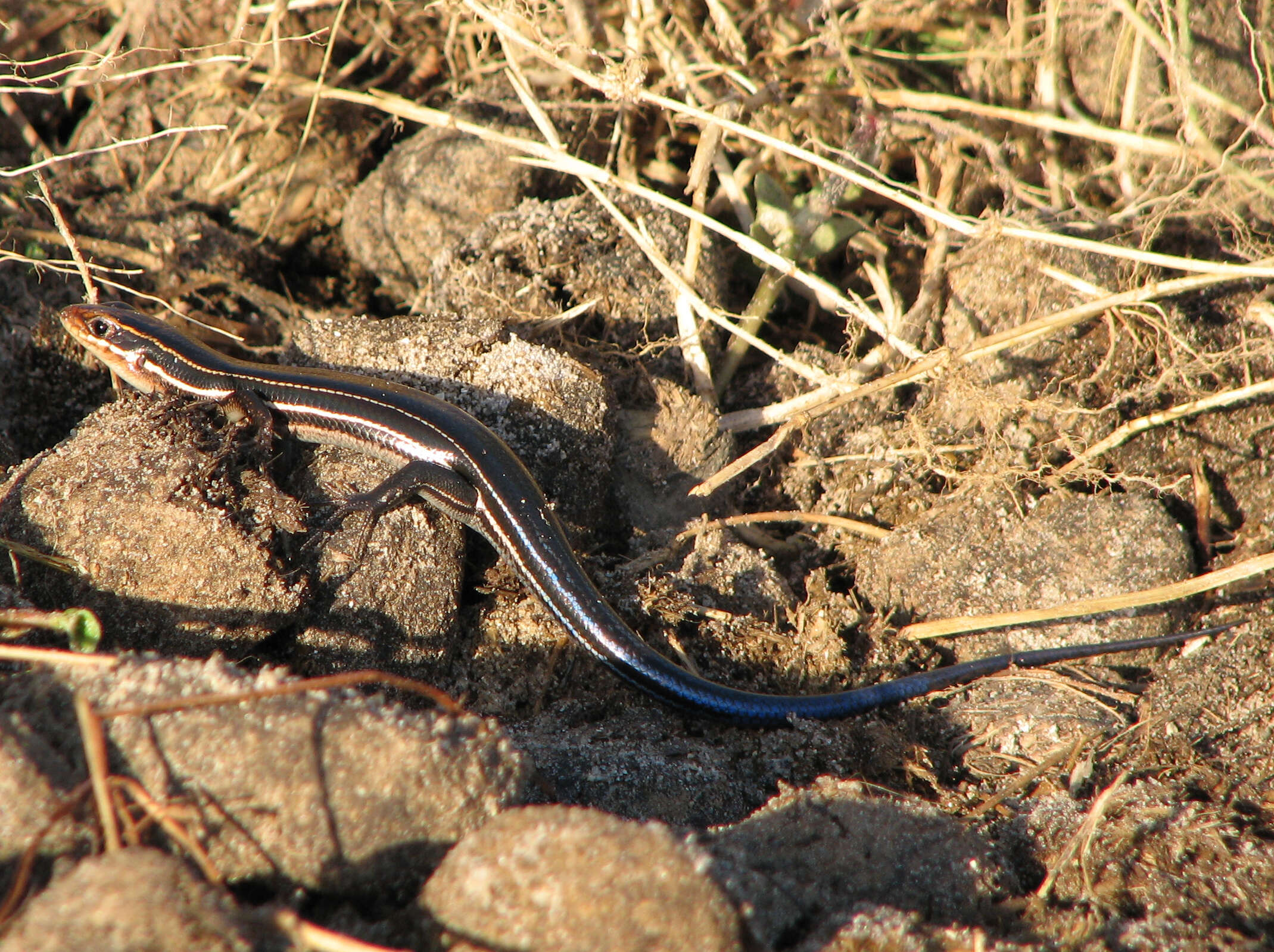 Слика од Plestiodon inexpectatus (Taylor 1932)