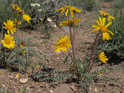 Image of balsamroot