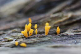 Image de Calocera guepinioides Berk. 1845