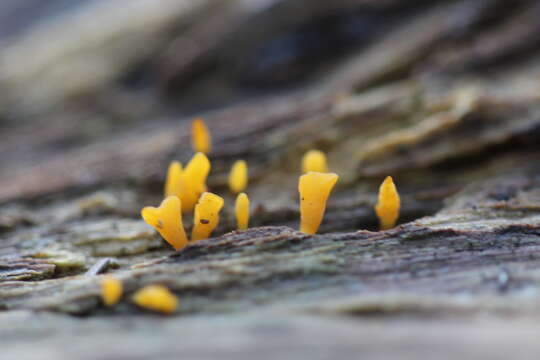 Imagem de Calocera guepinioides Berk. 1845