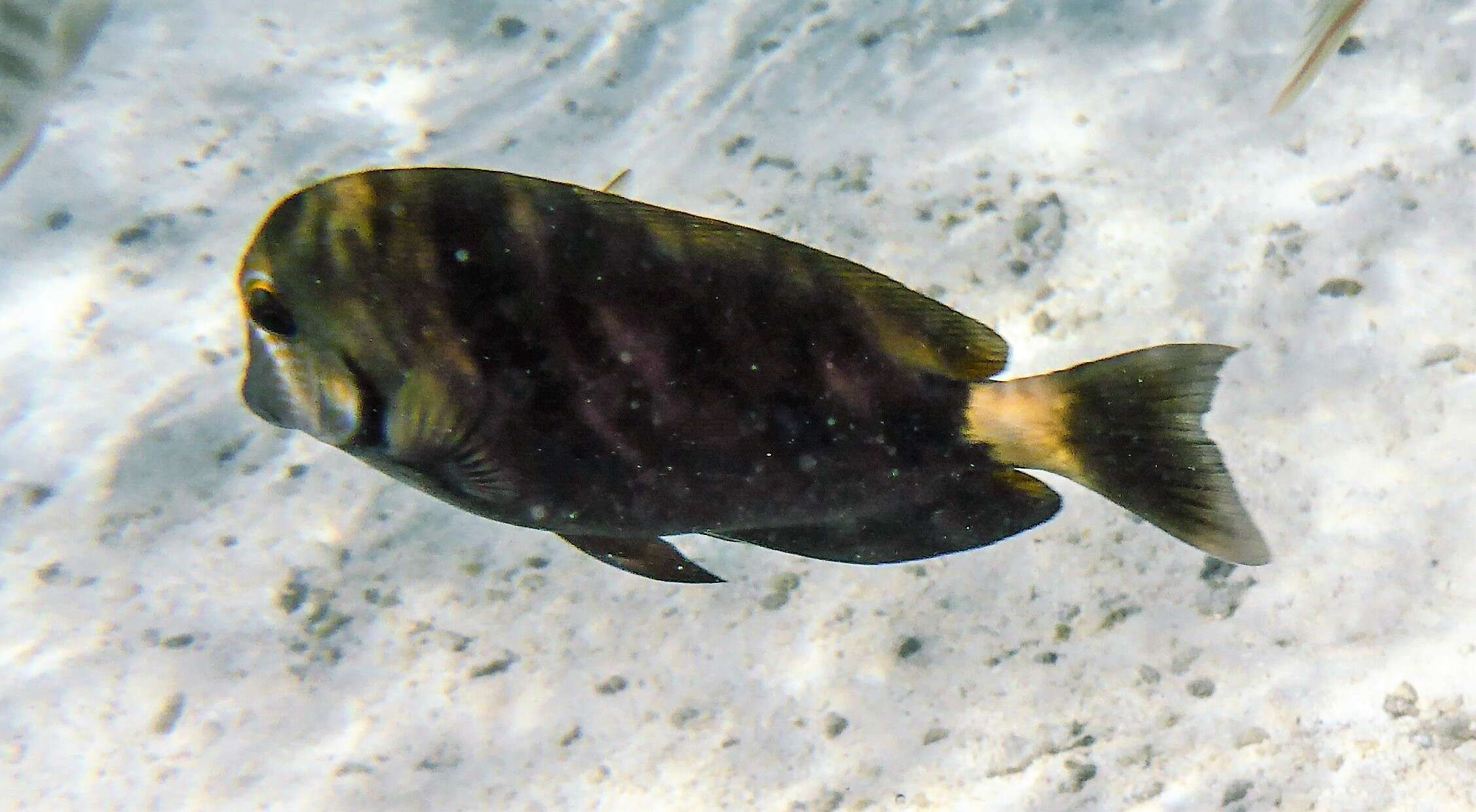 Image of Blue-banded Pualu