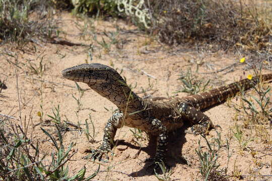 Image of monitor lizards