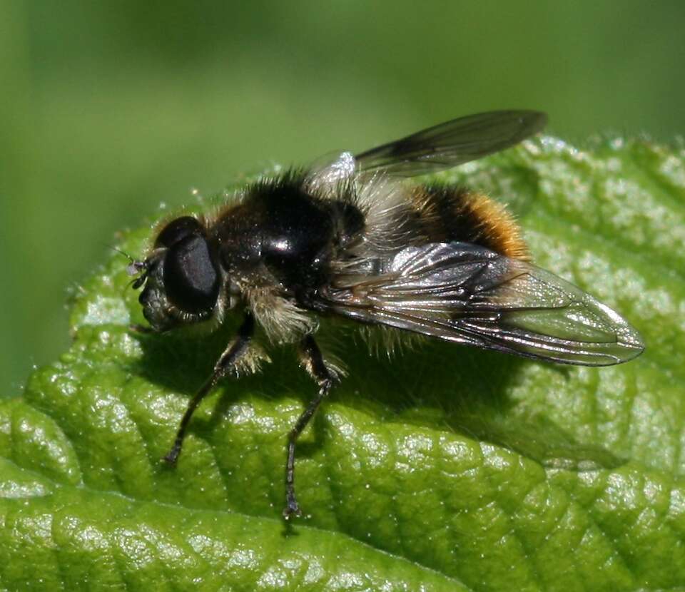 Image of hoverfly