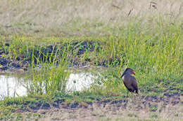 Image of hamerkop