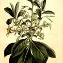 Image of Daphne pontica L.