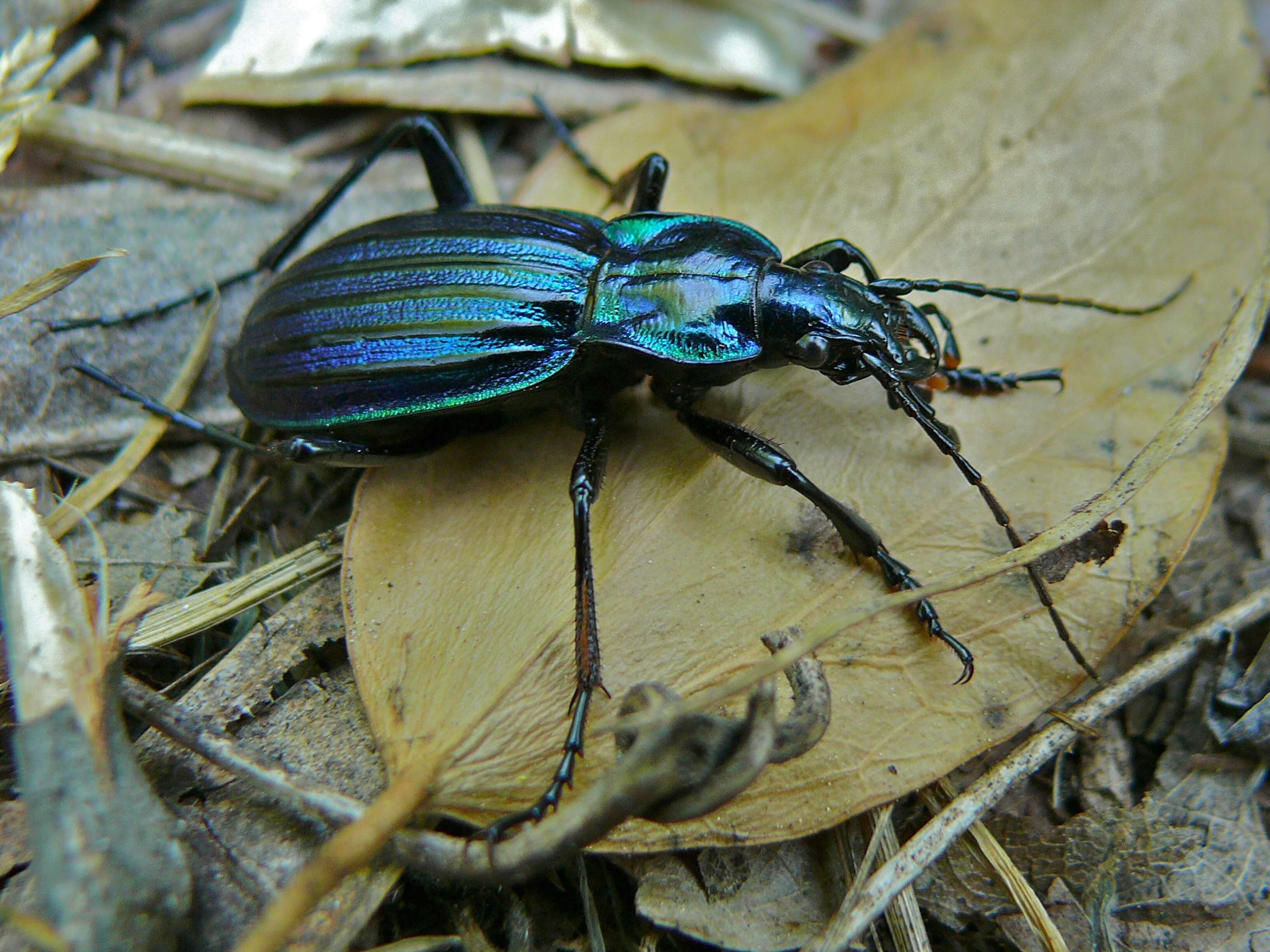 Image of Carabus (Chrysocarabus) solieri Dejean 1826