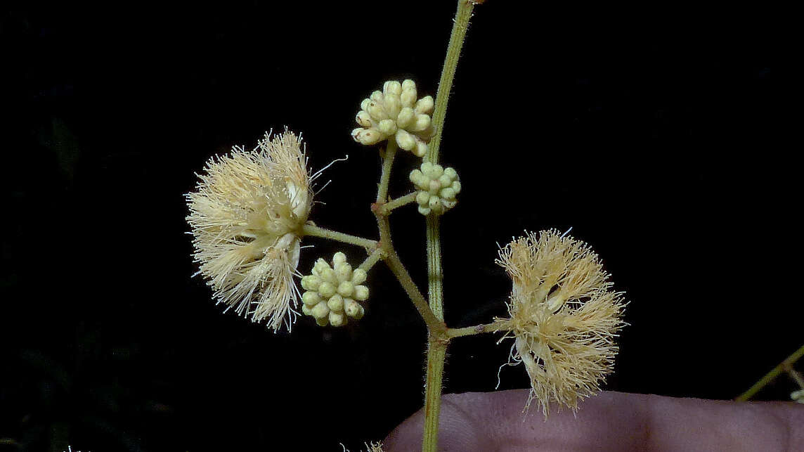 Image of Senegalia martiusiana (Steud.) Seigler & Ebinger