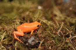 Image of Ginger Tree Frog