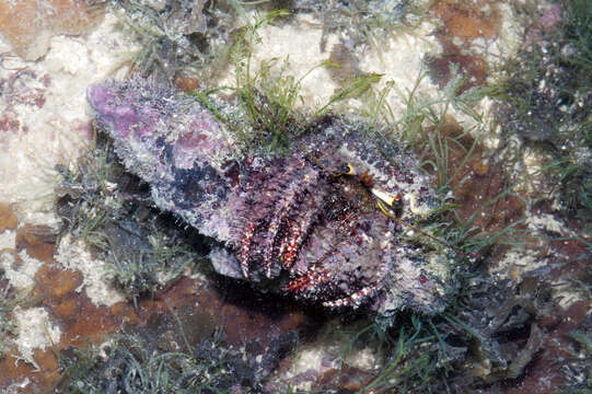 Image of Longeye hermit crab