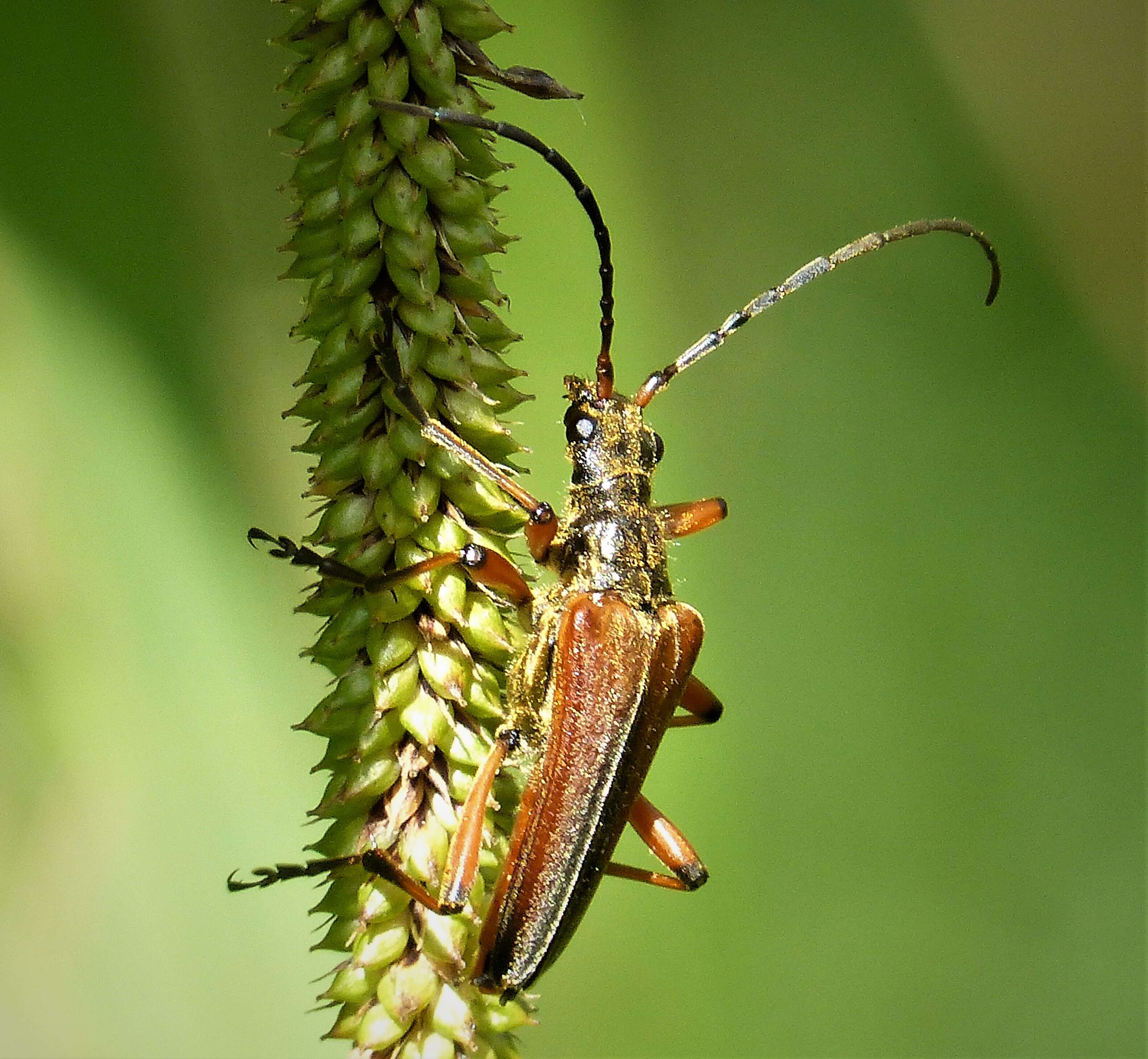 Image of Stenocorus meridianus (Linné 1758)