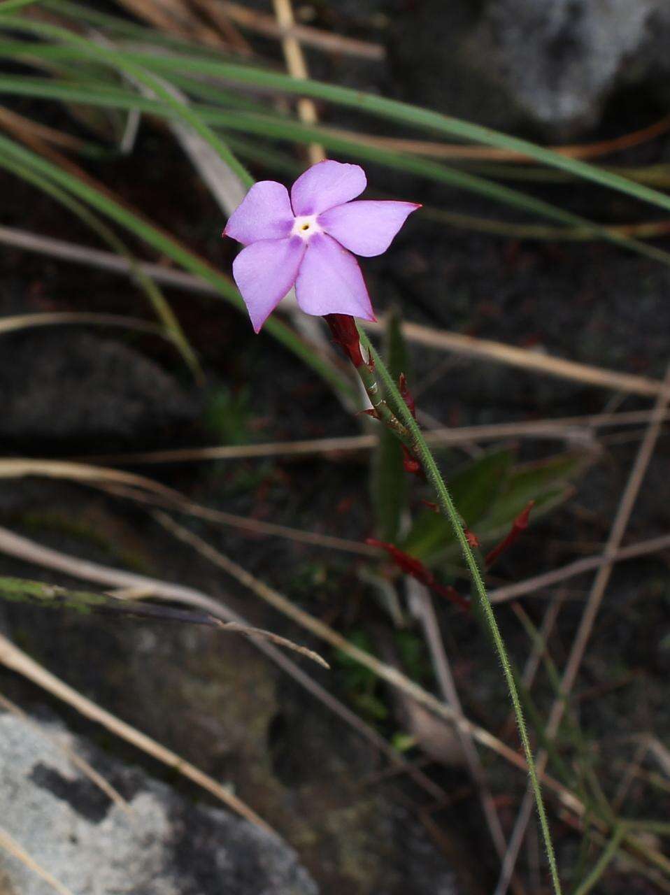 Image of Mandevilla tenuifolia (Mikan) R. E. Woodson